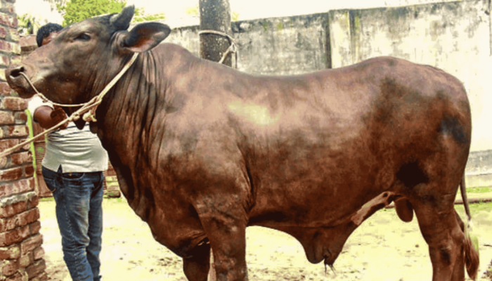 ৩০ মণ ওজনের ‘দিনাজপুরের সম্রাট’, দাম হাঁকা হচ্ছে ১২ লাখ টাকা