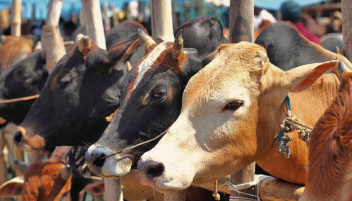 যেসব পশু দিয়ে কোরবানি আদায় হবে না