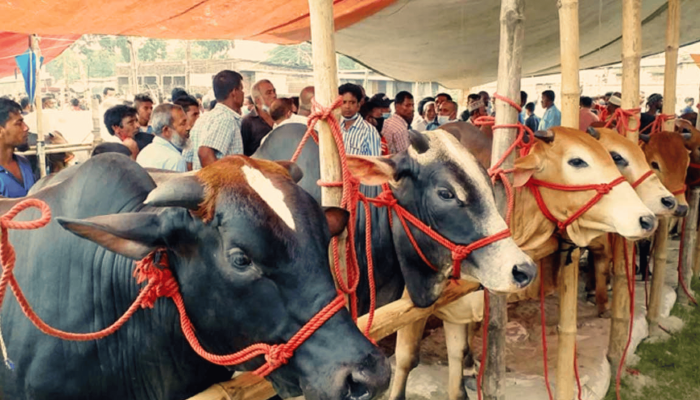 আইনি জটিলতা এড়াতে আসামে এবার ঈদে গরু কোরবানি না করার সিদ্ধান্ত মুসলিমদের