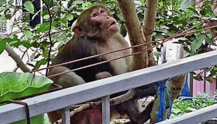 নাটোরে বানরের কামড়ে অতিষ্ঠ এলাকাবাসী, ডিসির কাছে লিখিত অভিযোগ