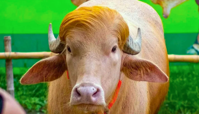 সাভারের চিড়িয়াখানা ছাড়ল সেই আলোচিত মহিষ ‘ট্রাম্প’