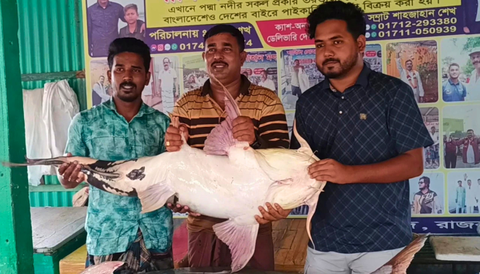 রাজবাড়ীতে জেলের জালে বিশাল বাঘাআইড় ও পাঙ্গাস, বিক্রি হলো প্রায় লাখ টাকায়