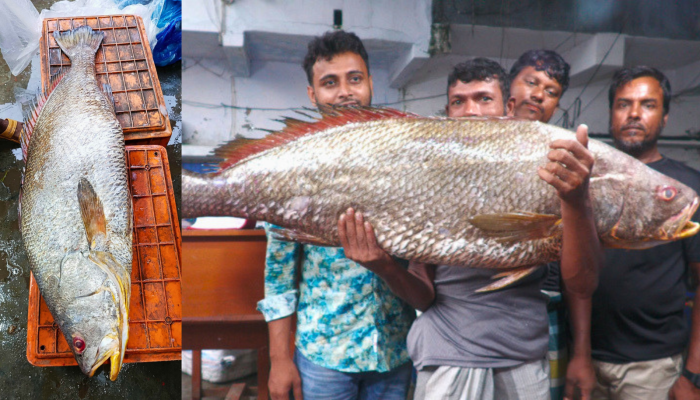 বাগেরহাটে সাড়ে ৩ লাখে বিক্রি  এক মাছ