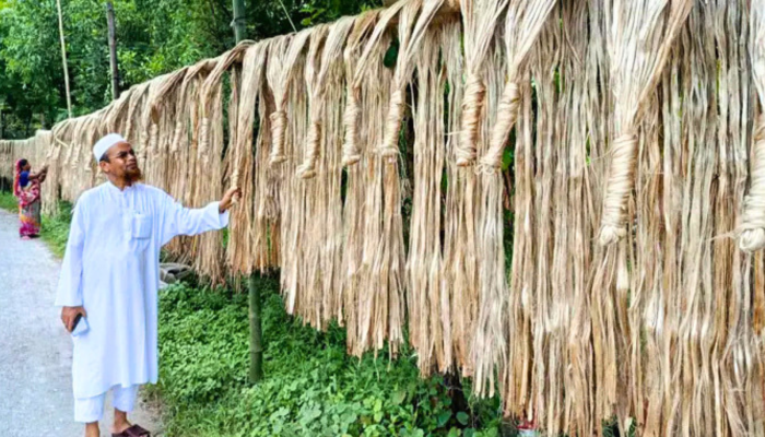 বড়াইগ্রামে পাটের বাম্পার ফলন, ভালো দামে খুশি কৃষক